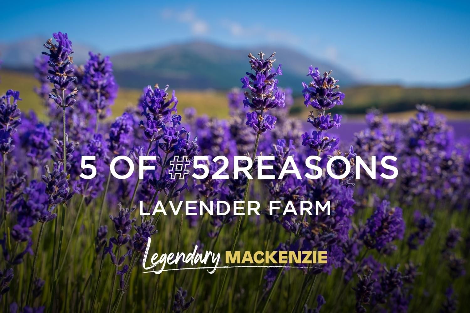 Lavender Farm