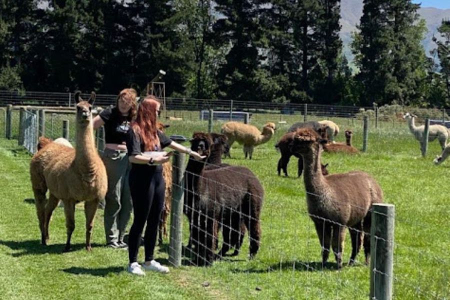 Alpine Alpacas