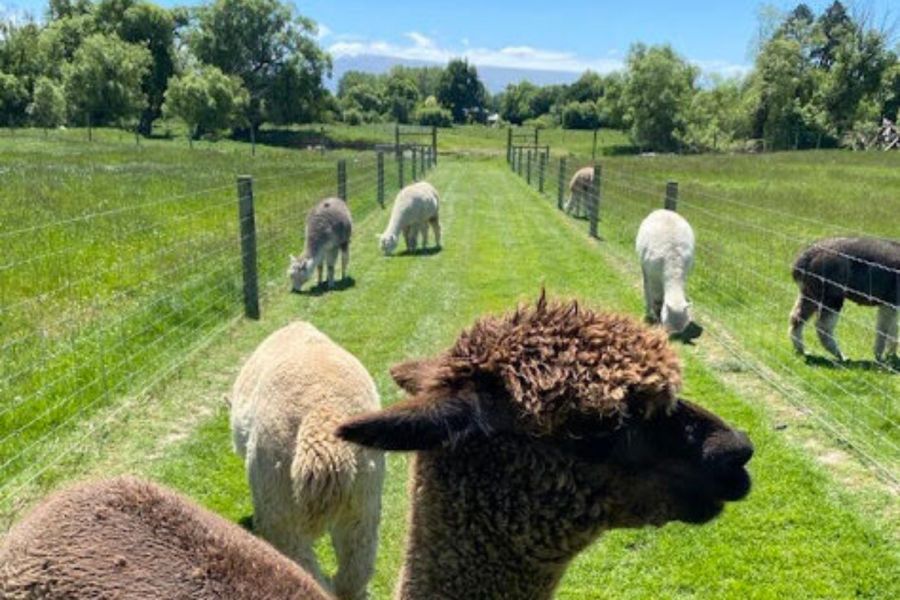 Alpine Alpacas