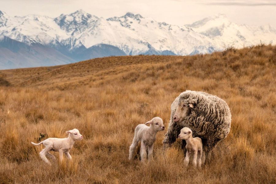 Irishman Creek Station