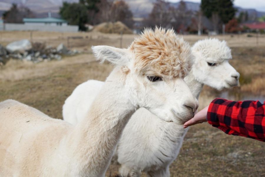 Lake Tekapo Farm Tours