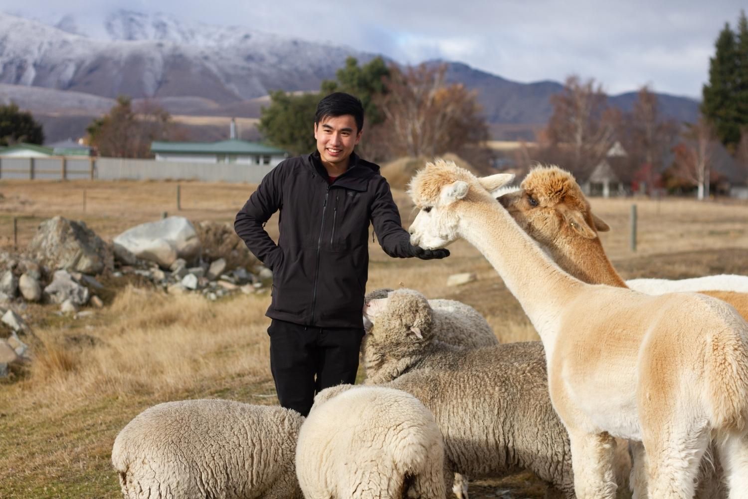 Lake Tekapo Farm Tours