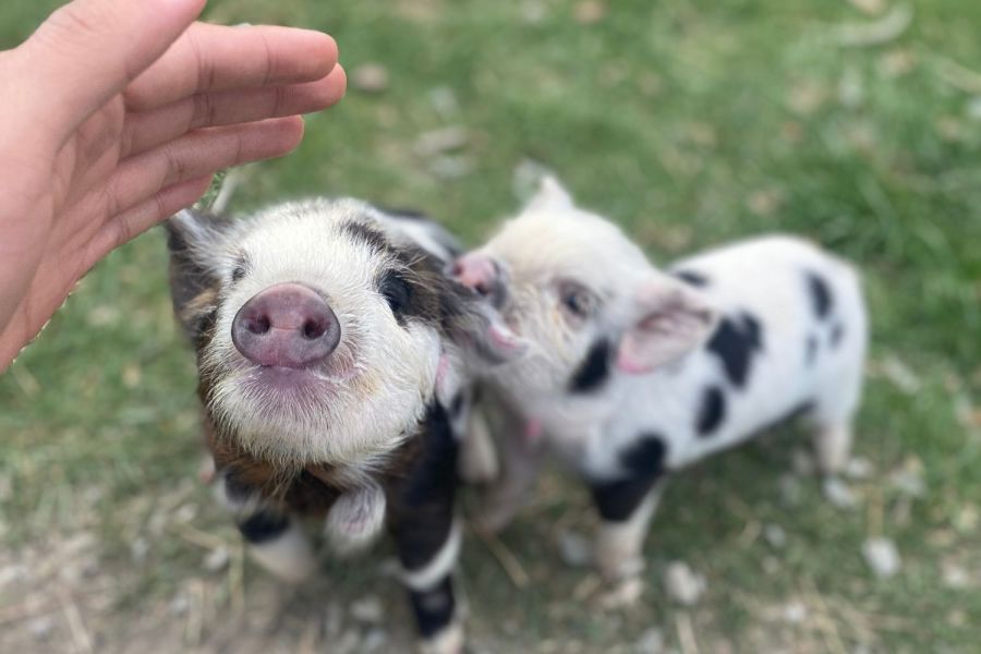 Lake Tekapo Petting Zoo