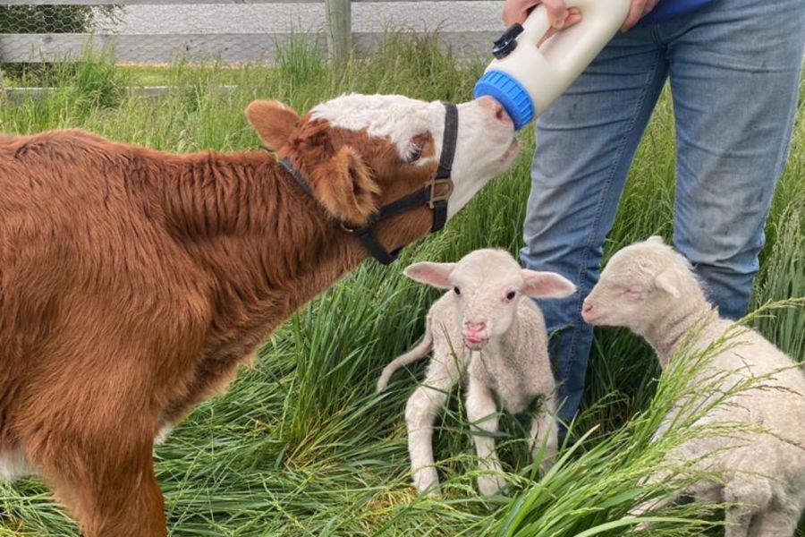 Lake Tekapo Petting Zoo