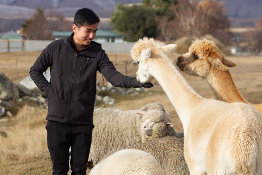 Lake Tekapo Petting Zoo