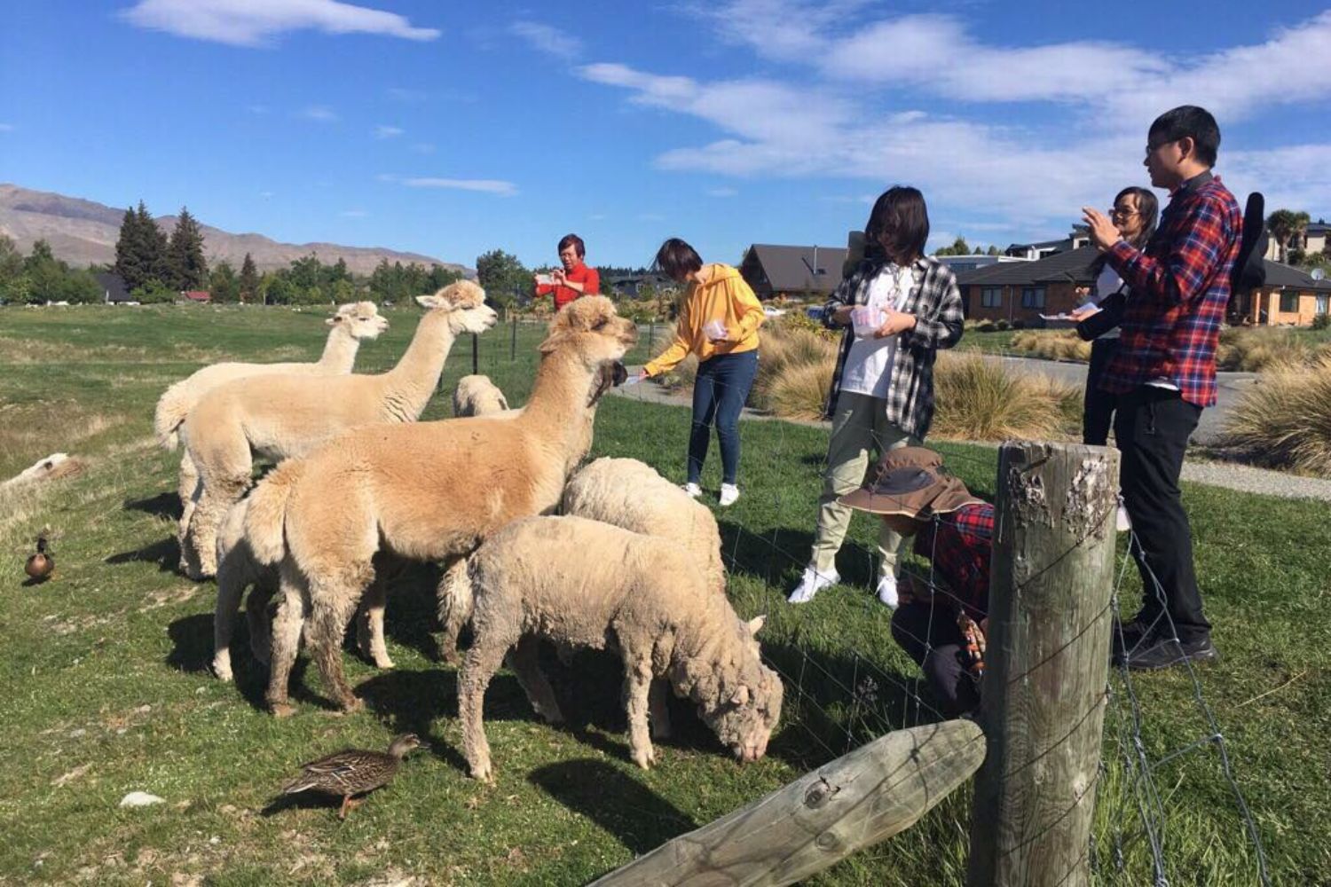 Lake Tekapo Petting Zoo