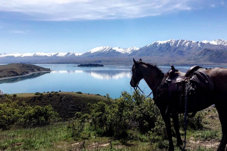 Mackenzie Alpine Horse Trekking