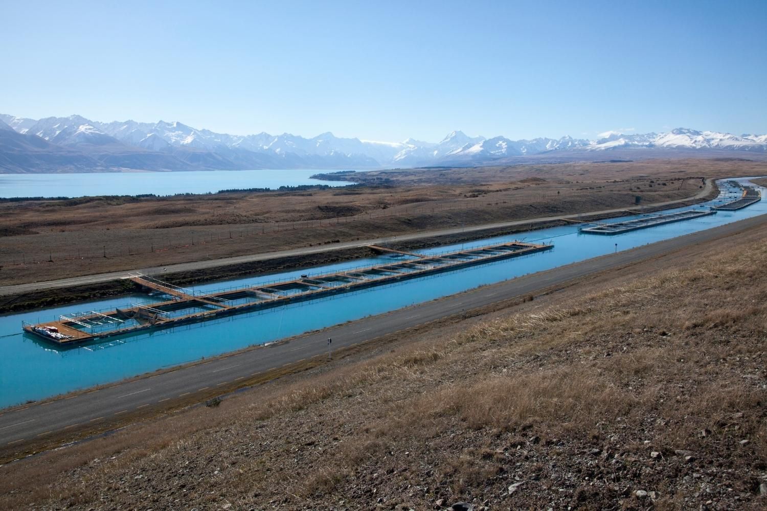 Mt Cook Alpine Salmon