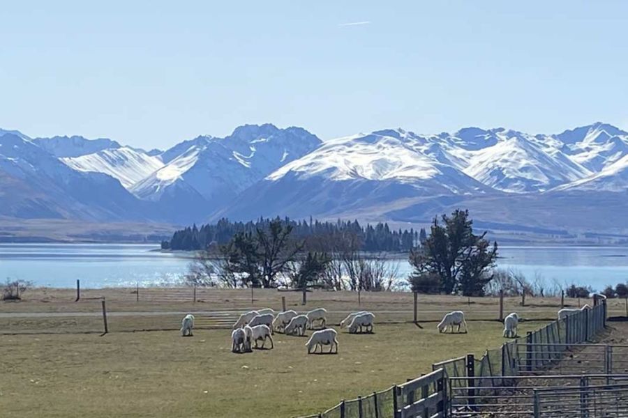 Mt Hay Farm Experience