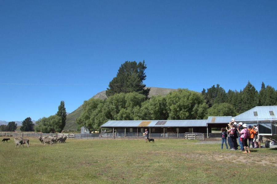 Mt Hay Farm Experience
