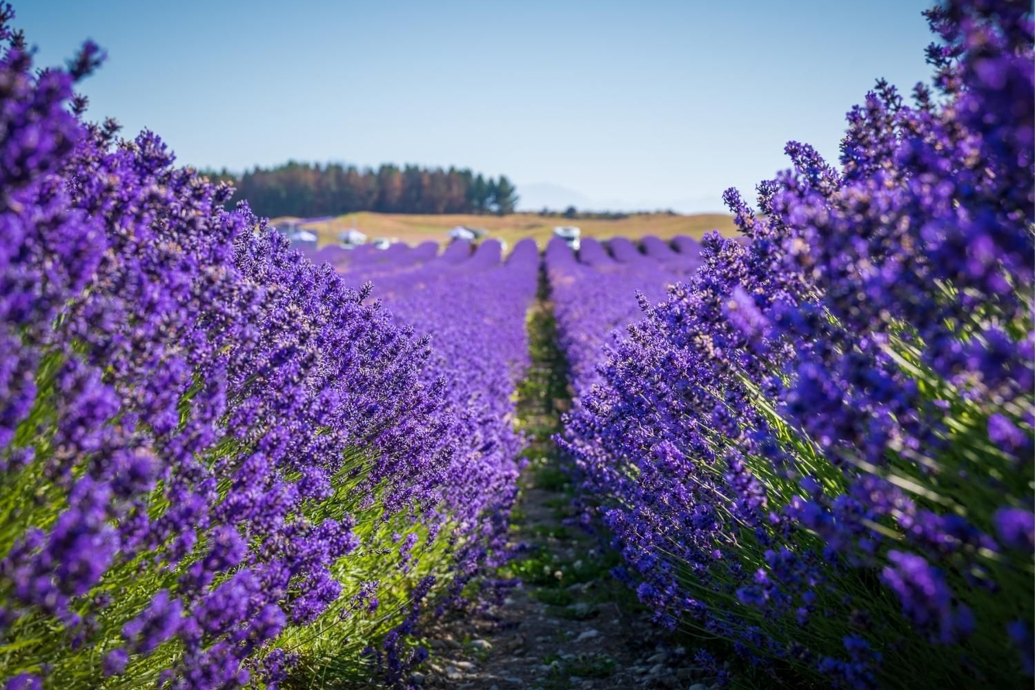 New Zealand Alpine Lavender Mackenzie Region, New Zealand