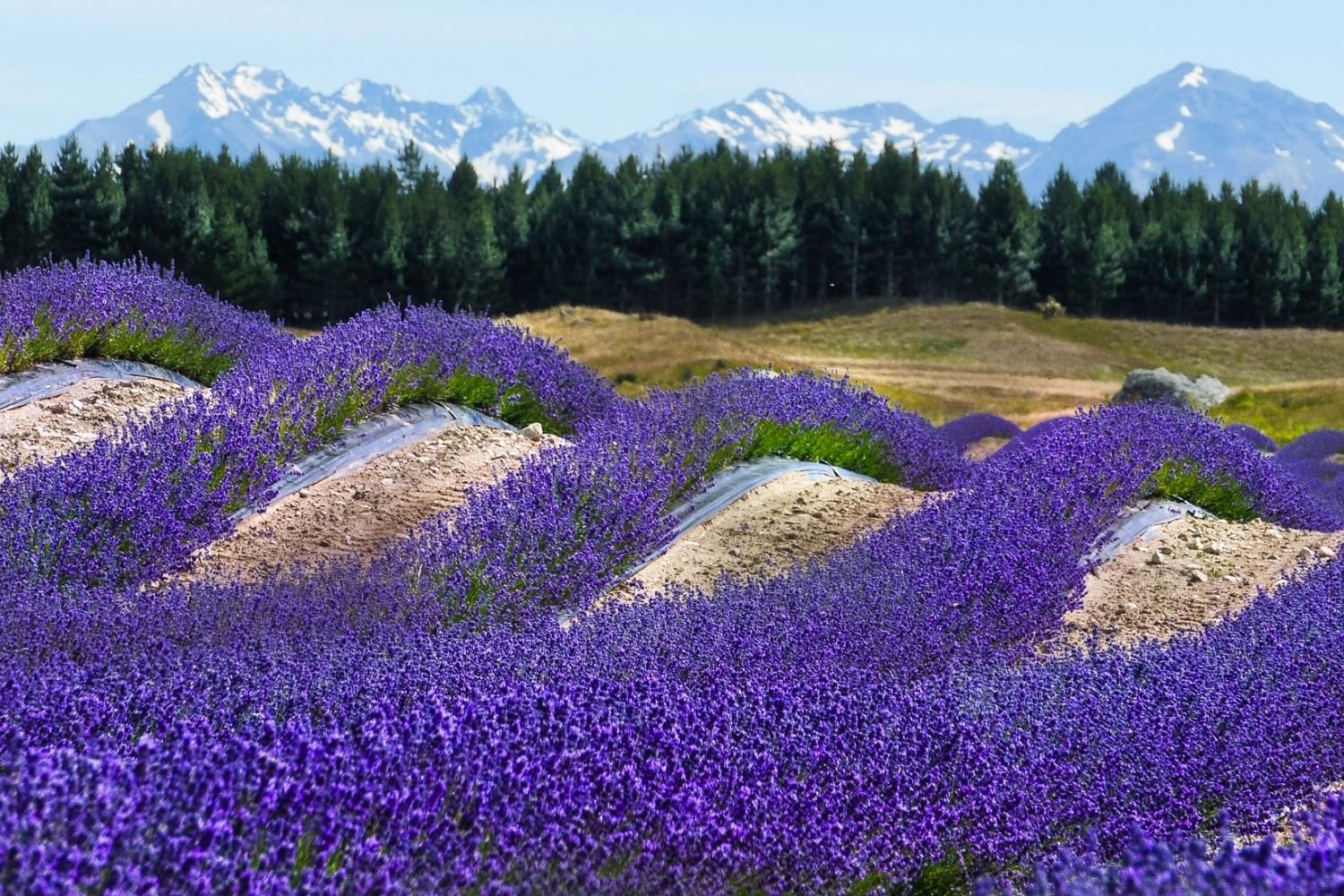 New Zealand Alpine Lavender Mackenzie Region, New Zealand