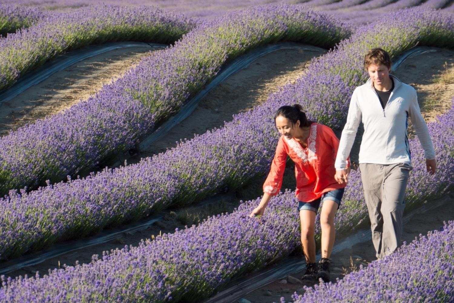 New Zealand Alpine Lavender - Mackenzie Region, New Zealand