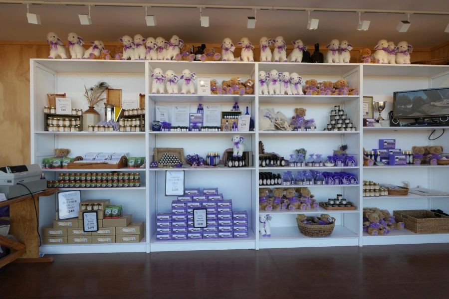 New Zealand Alpine Lavender