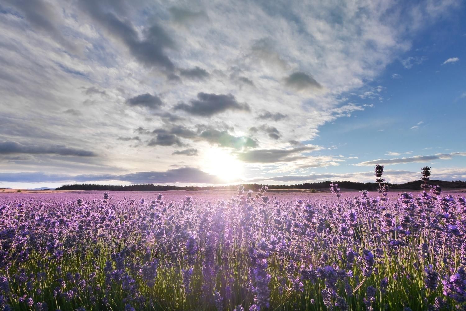 New Zealand Alpine Lavender