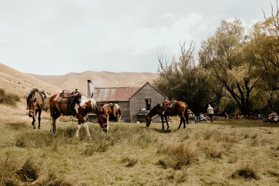 Real Kiwi Horse Trekking