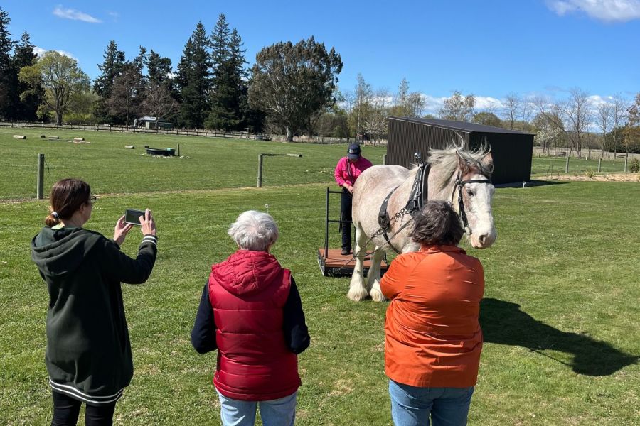 Silverstream Clydesdales