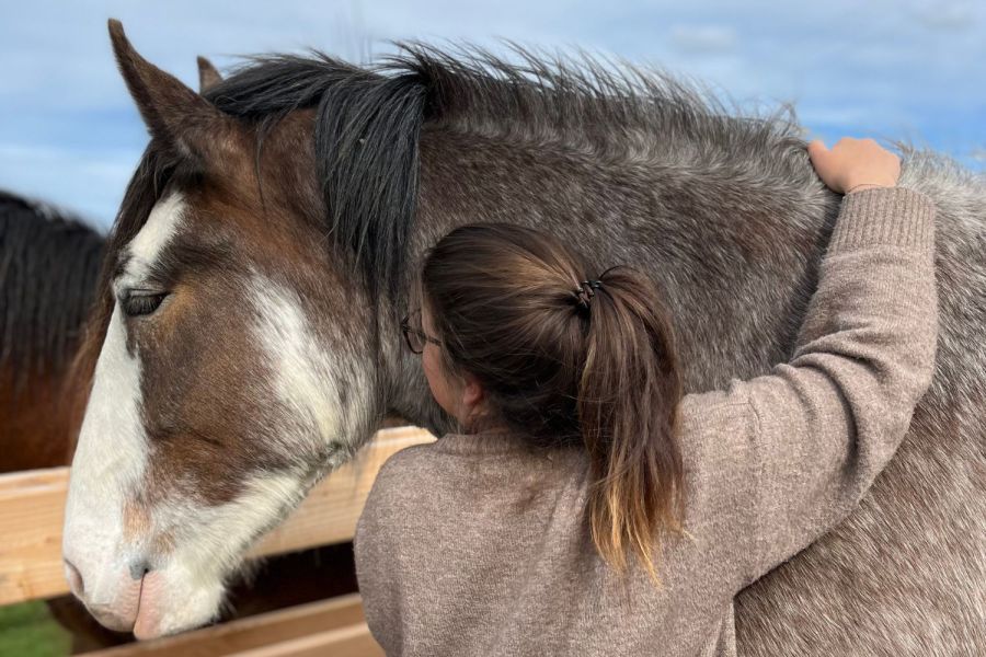 Silverstream Clydesdales