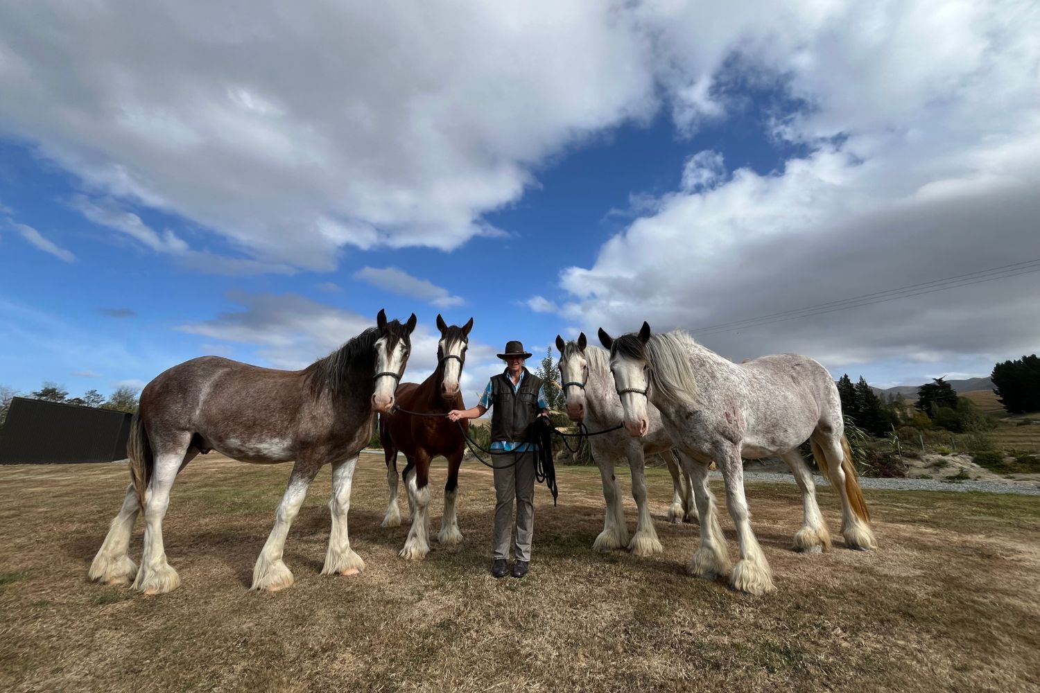 Silverstream Clydesdales