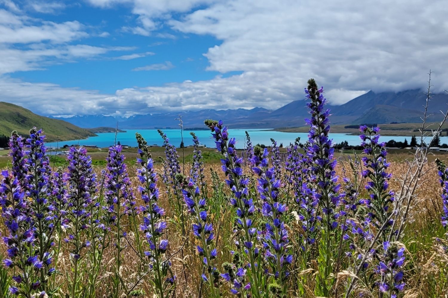Tekapo Taxis - Mackenzie Region, New Zealand
